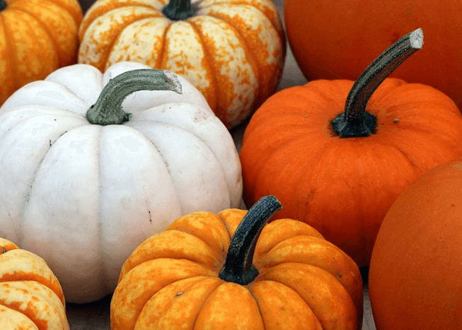 Pumpkin (Cucurbita) Health Benefits
