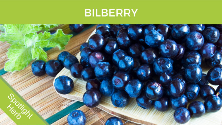 Bilberry Blueberry
