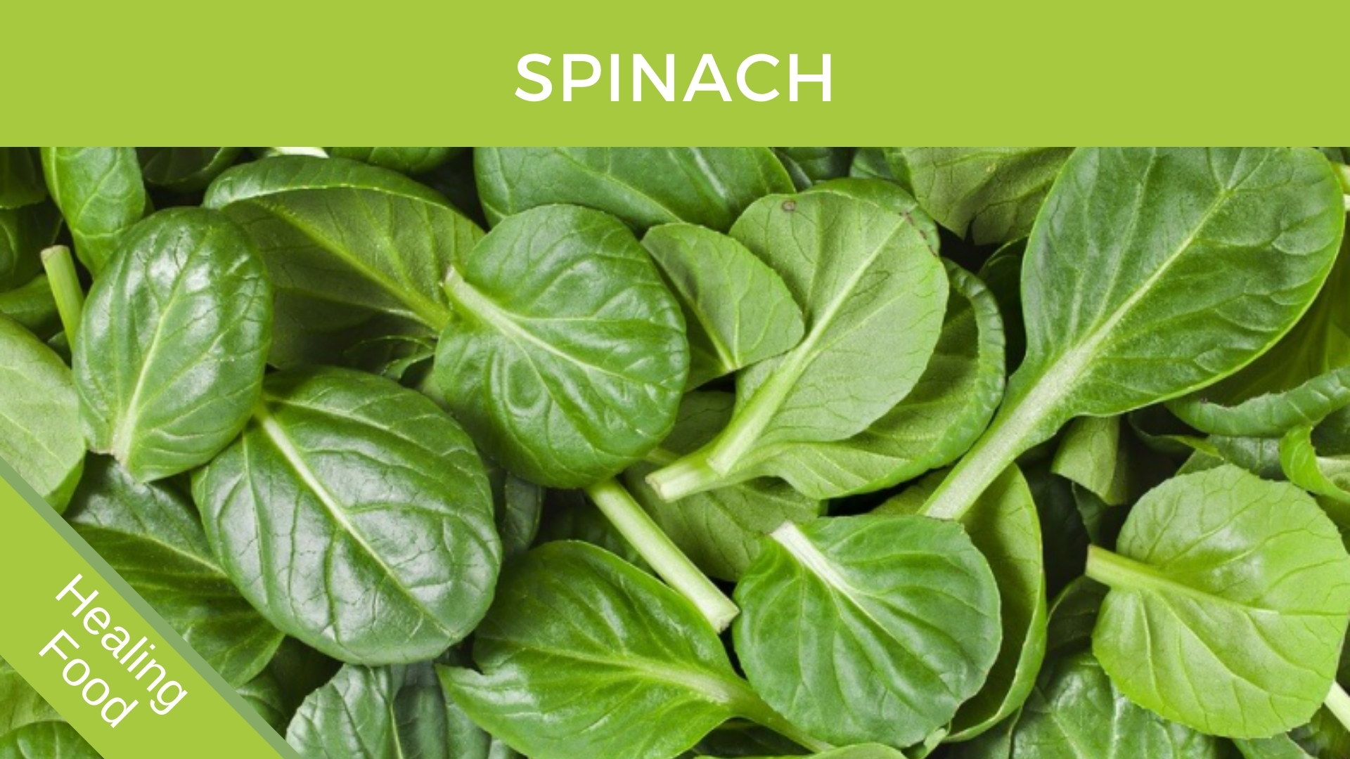 Spinach Leaf