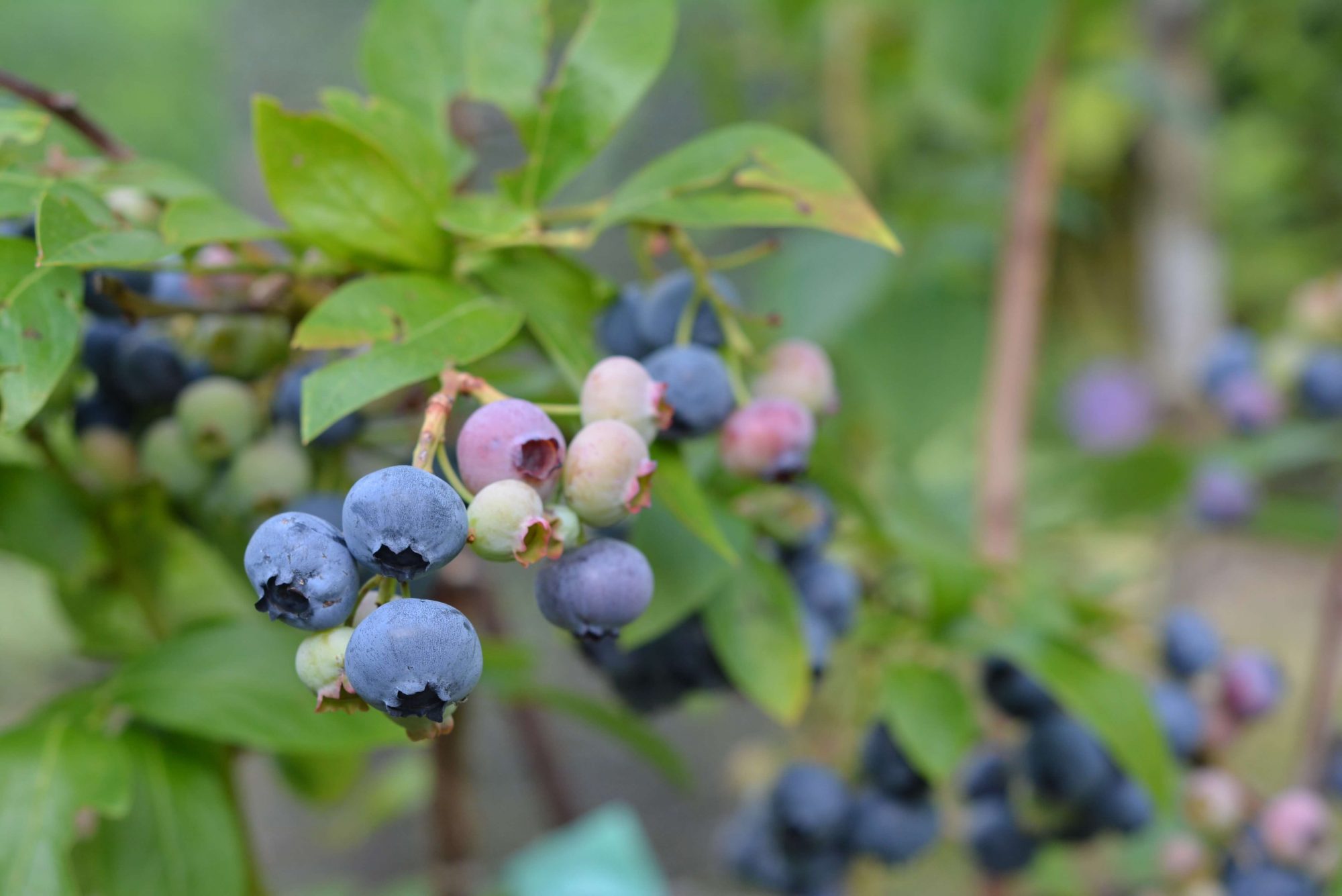 bilberry