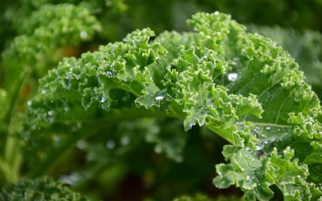 Kale (Brassica oleracea var. sabellica) Health Benefits Brett Elliott