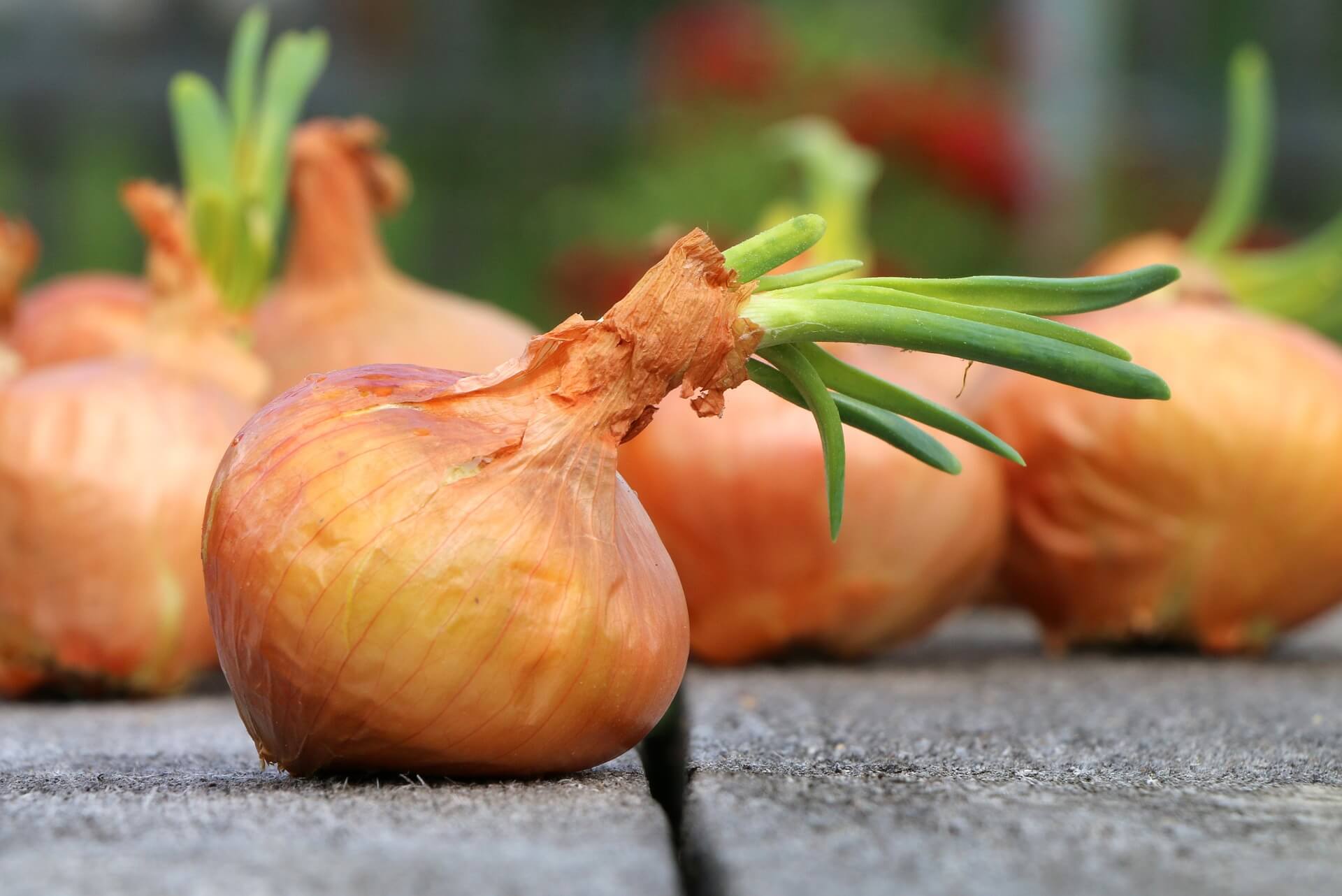 Onion (Allium cepa) Health Benefits - Brett Elliott