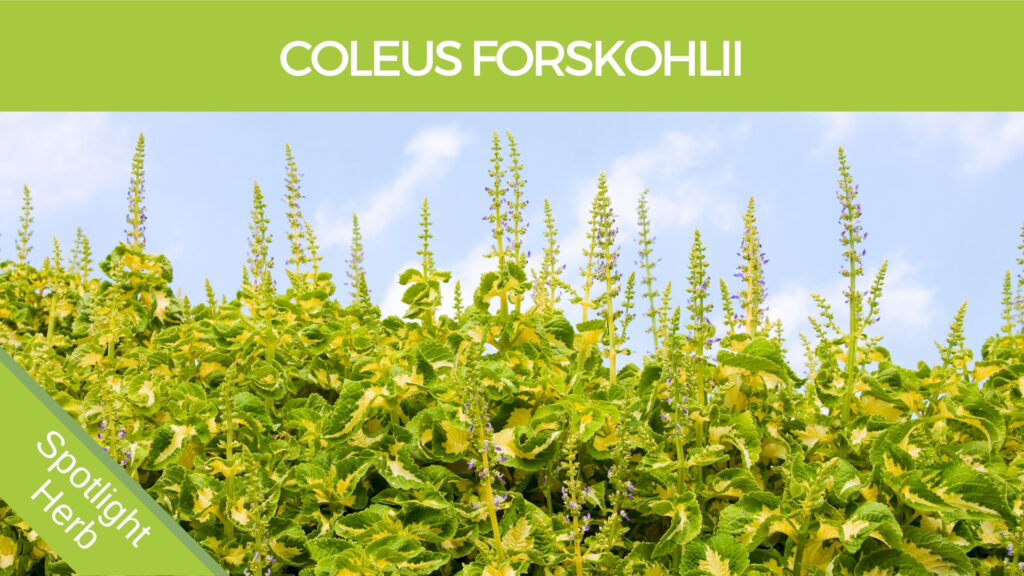 Coleus Forskohlii Herb