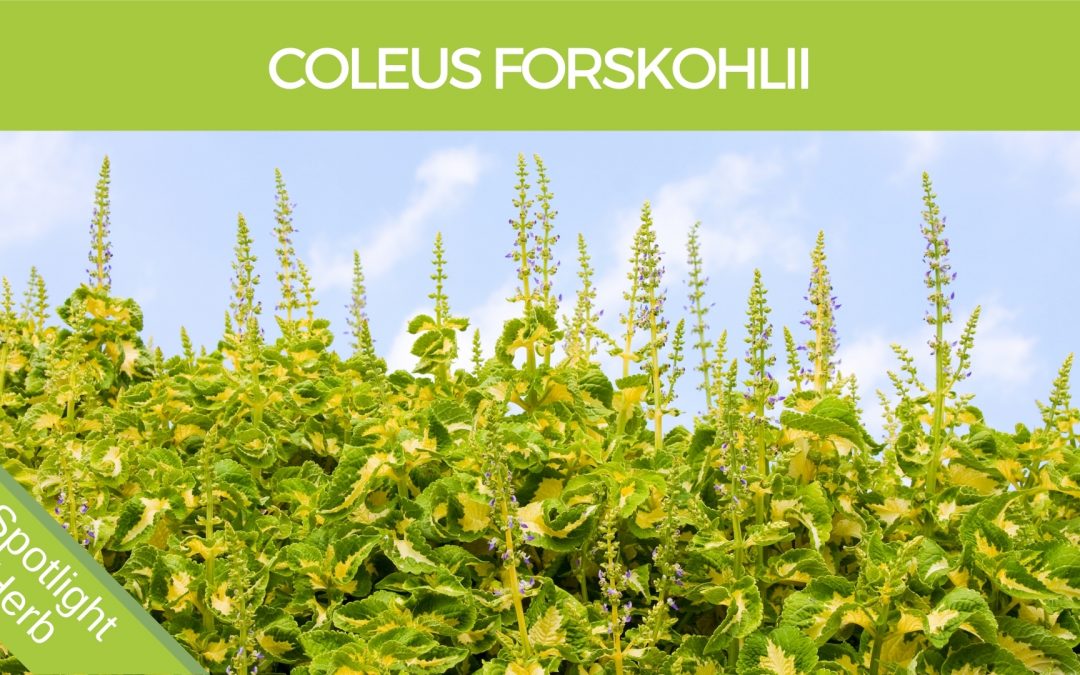 Coleus forskohlii (Plectranthus barbatus) Herbal Monograph