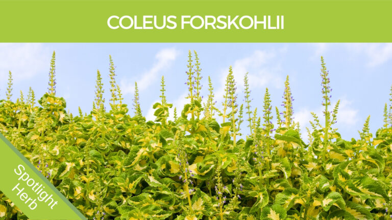 Coleus Forskohlii Herb for high blood pressure and weight loss