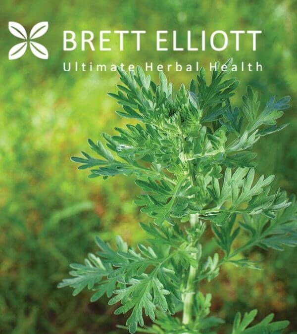 Wormwood (Artemisia absinthium) Herbal Monograph