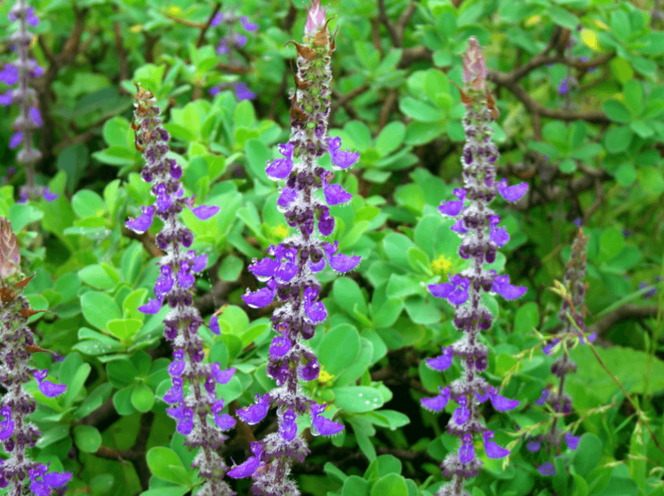 coleus forskohlii