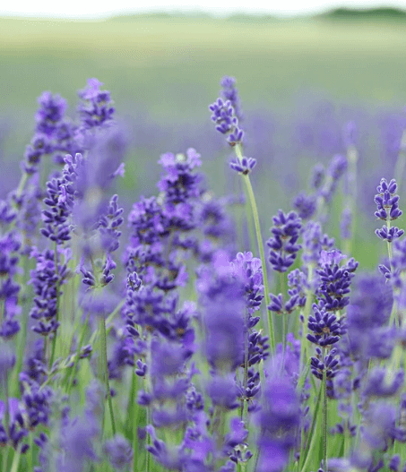 lavender flowers