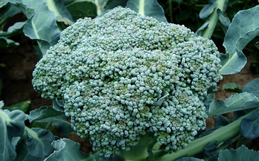 broccoli-494754.jpg