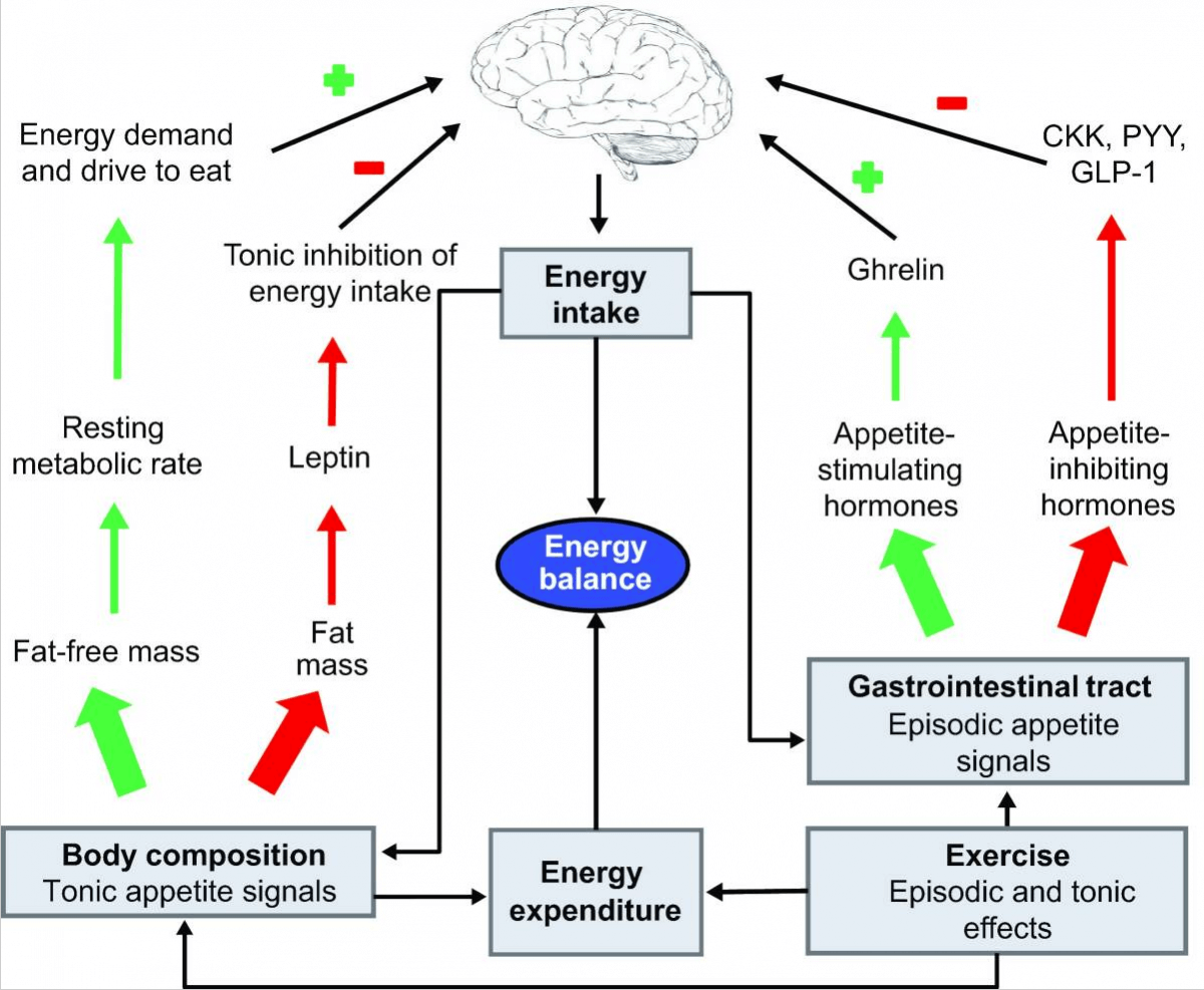 resting metabolic rate controls appetite