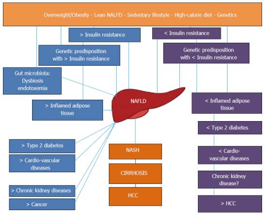 Fatty Liver Disease and Metabolic Syndrome | Brett Elliott