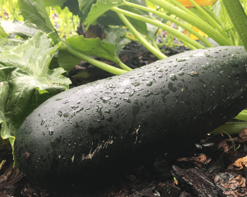 zucchini