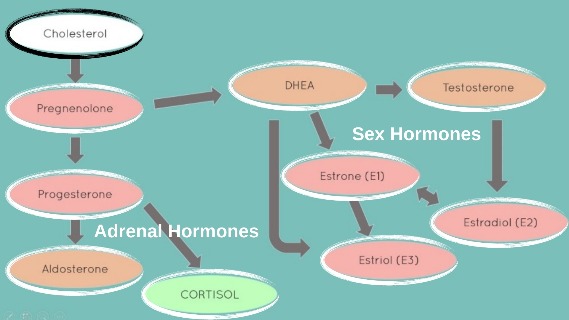 cholesterol flow chart