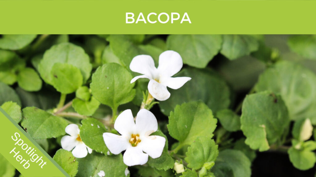 Bacopa Flowers