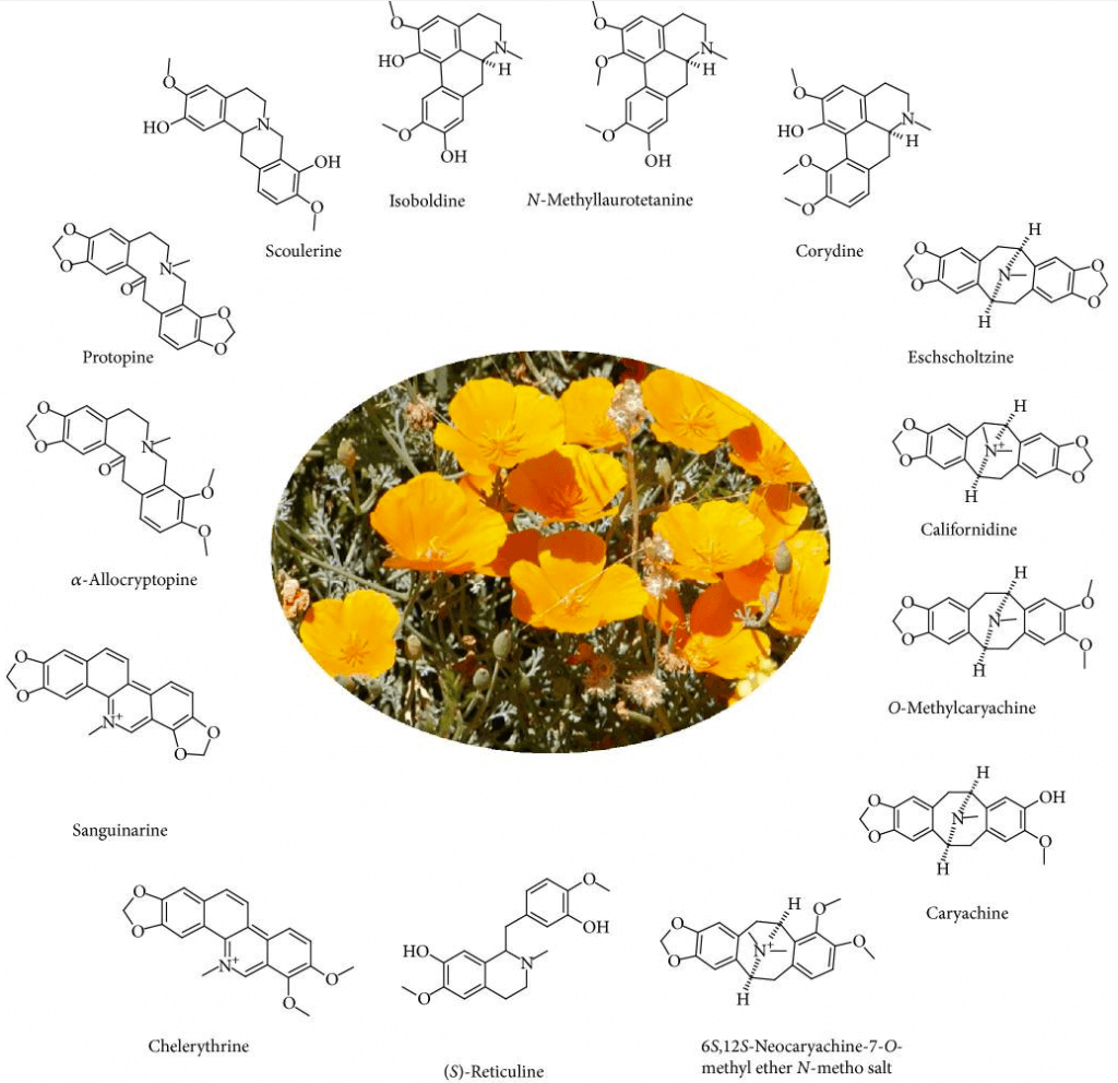 california poppy active constituents