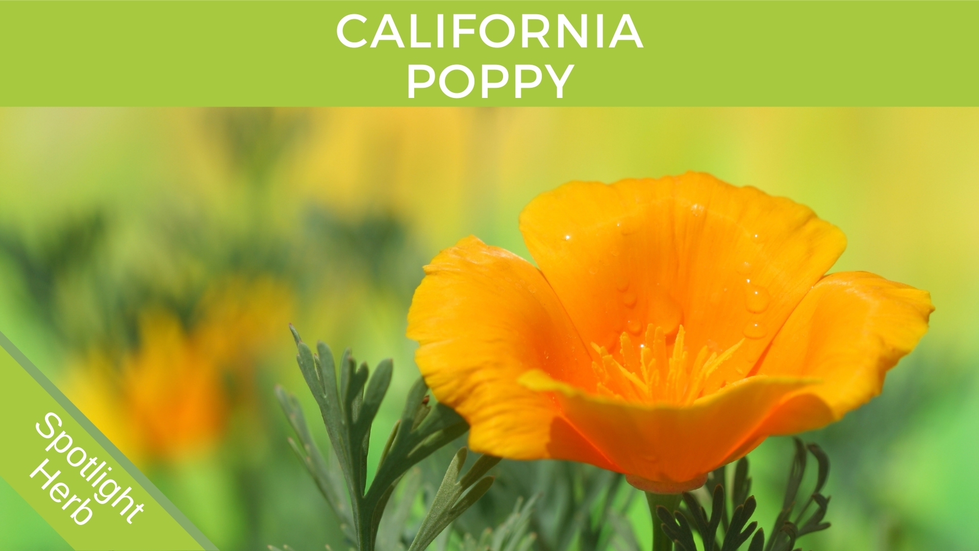 California Poppy Flower