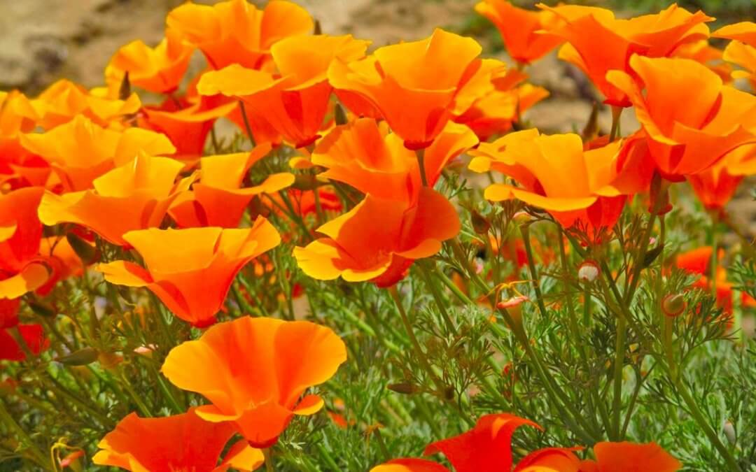 California poppy (Eschscholzia californica) Herbal Monograph