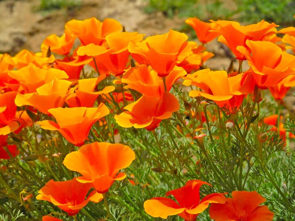 california poppy