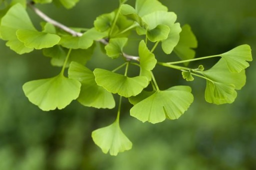 ginkgo balboa