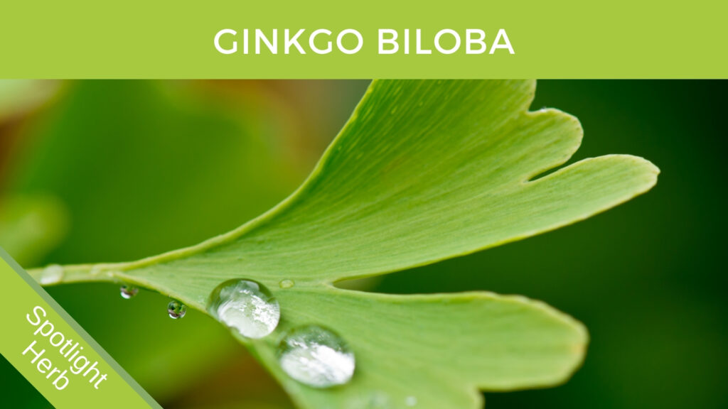 Ginkgo Biloba Leaf