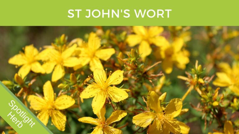St Johns Wort Flowers