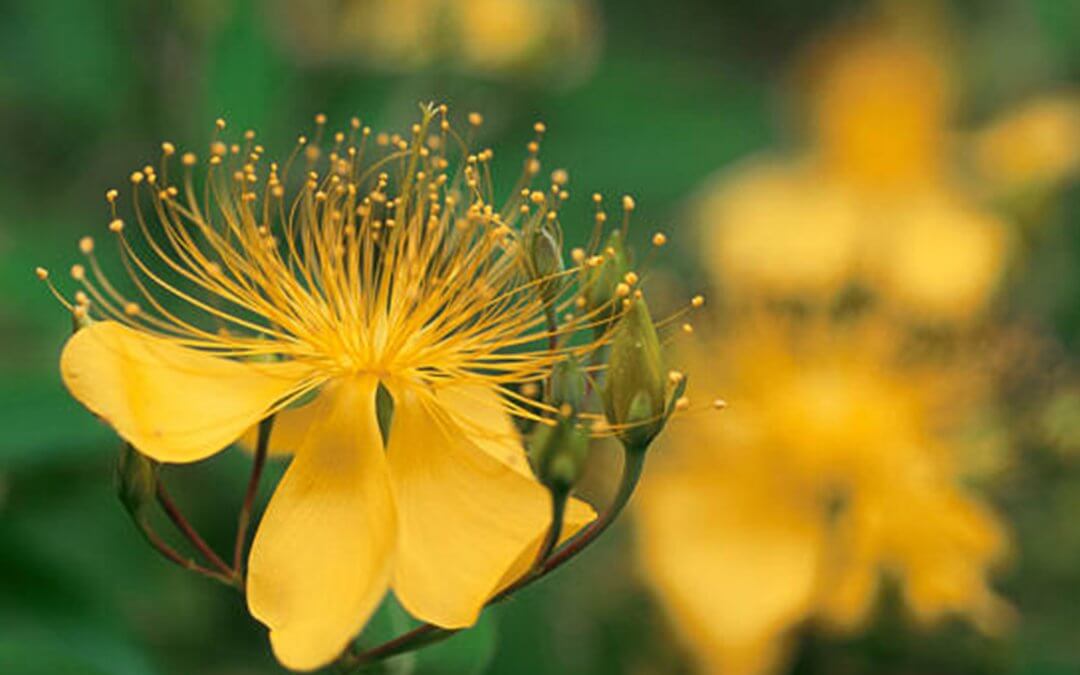 St John’s Wort (Hypericum perforatum) Herbal Monograph