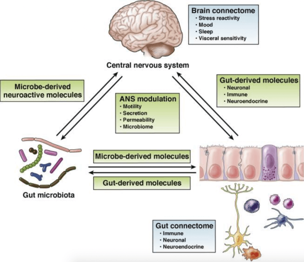 gut brain axis systems