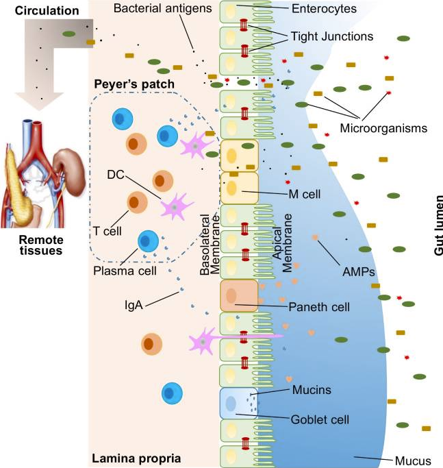 gut membrane infographic