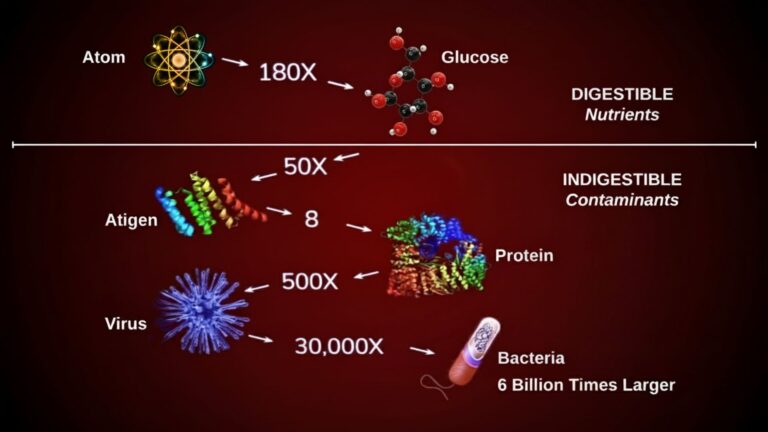 Digestible and indivisible particles related to leaky gut syndrome
