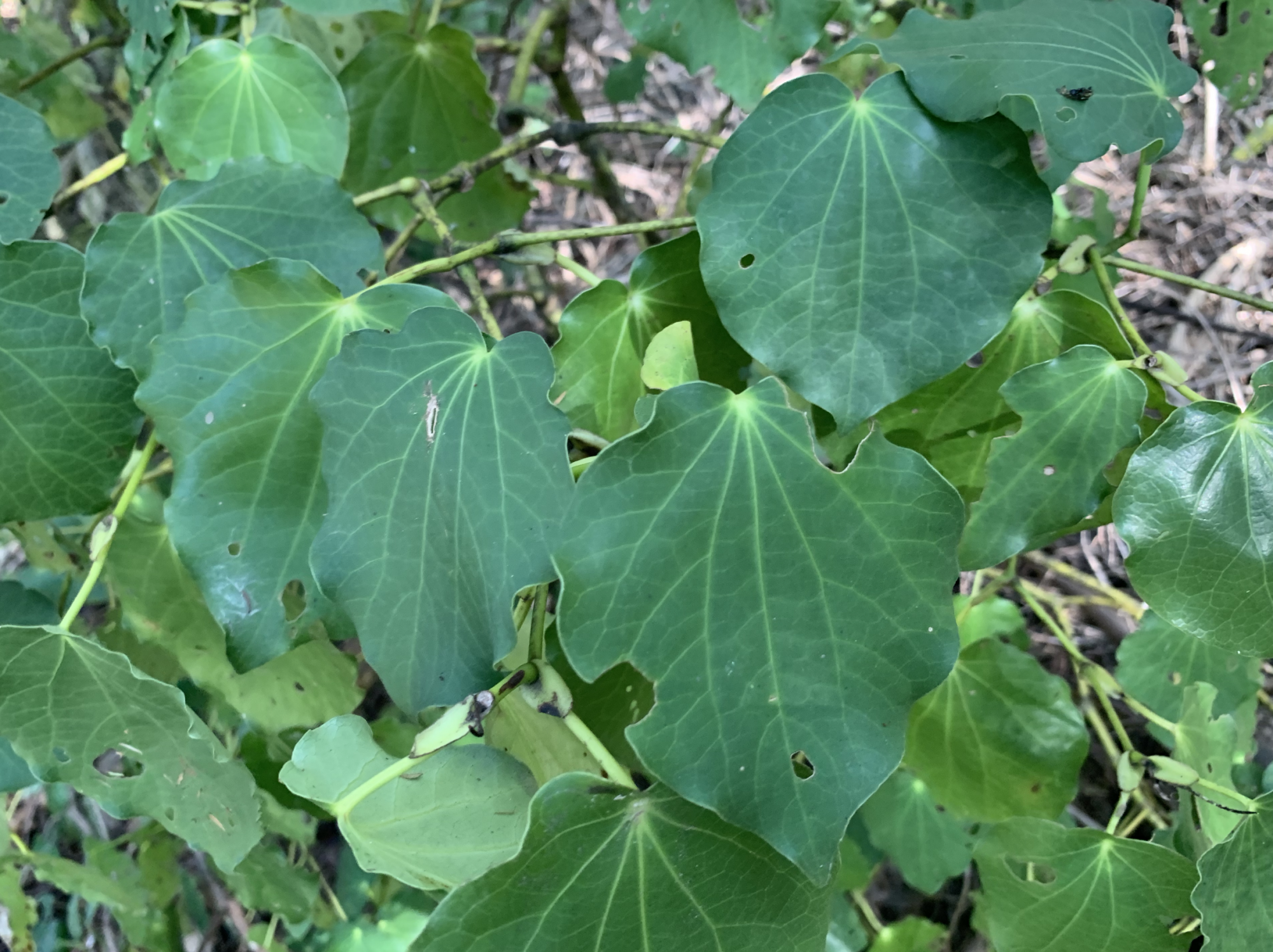 Kawakawa