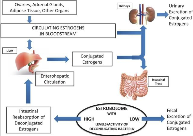 estrogen conjugation