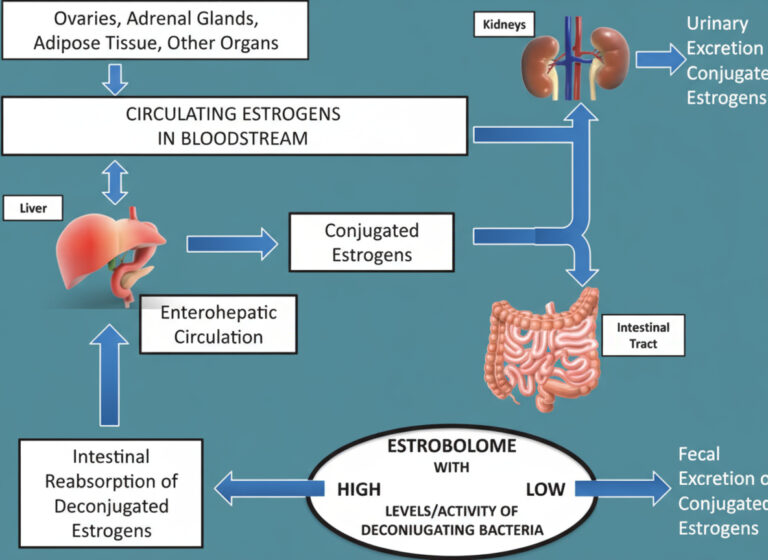 Estrogen Conjugation and diet for menopause
