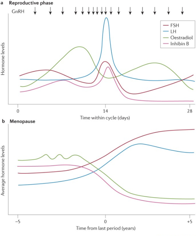 reproductive phase and menopause phase graph