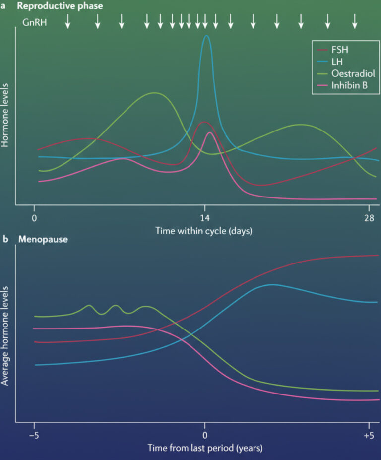 female hormonal cycle and menopause