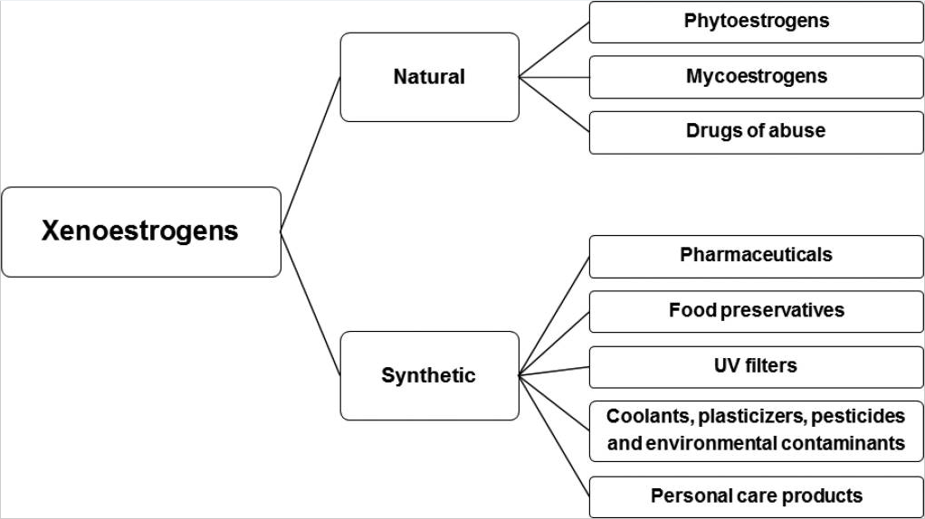 xenoestrogens flow chart