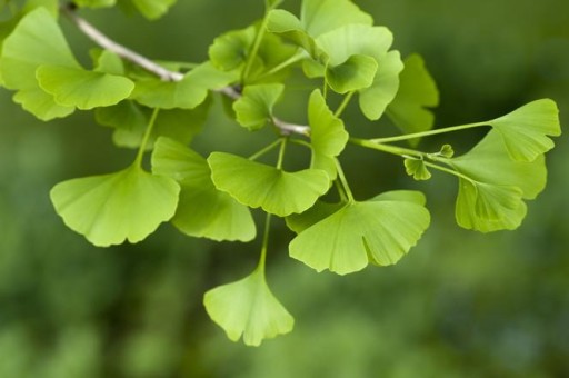 Ginkgo-Biloba Leaf and herbal monograph