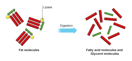 Lipase Enzyme in Digestion