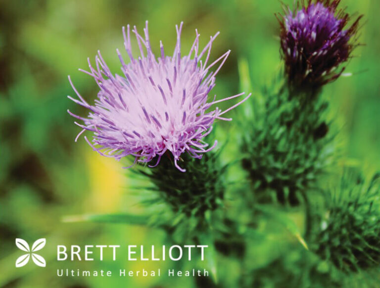 Milk thistle flower