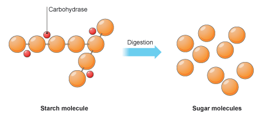 sugar_enzyme