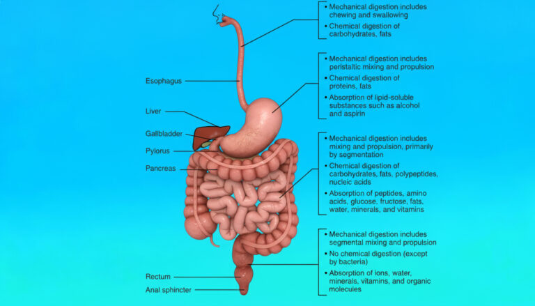 digestive process during acid reflux