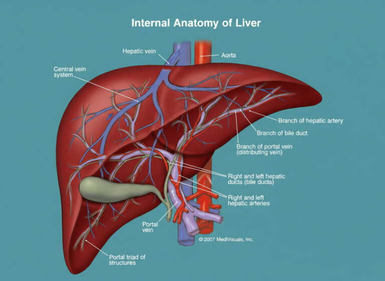 liver anatomy and liver detoxification