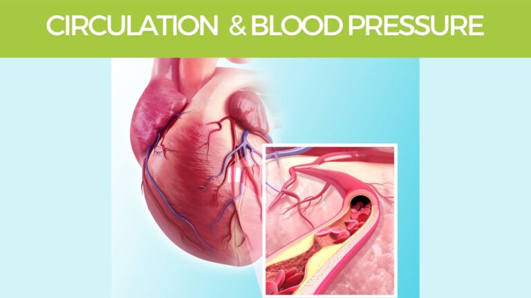 Circulation-and-blood-pressure