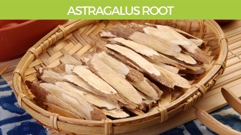 Astragalus Root