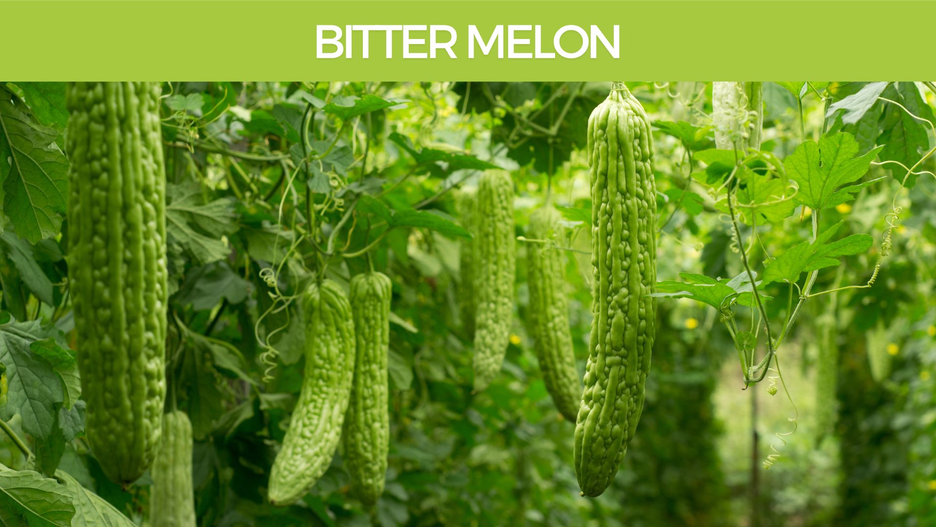 Bitter Melon (Momordica charantia) Herbal Monograph