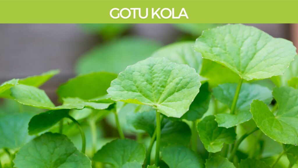 Gotu Kola (Cantella Asciatica) Herbal Monograph
