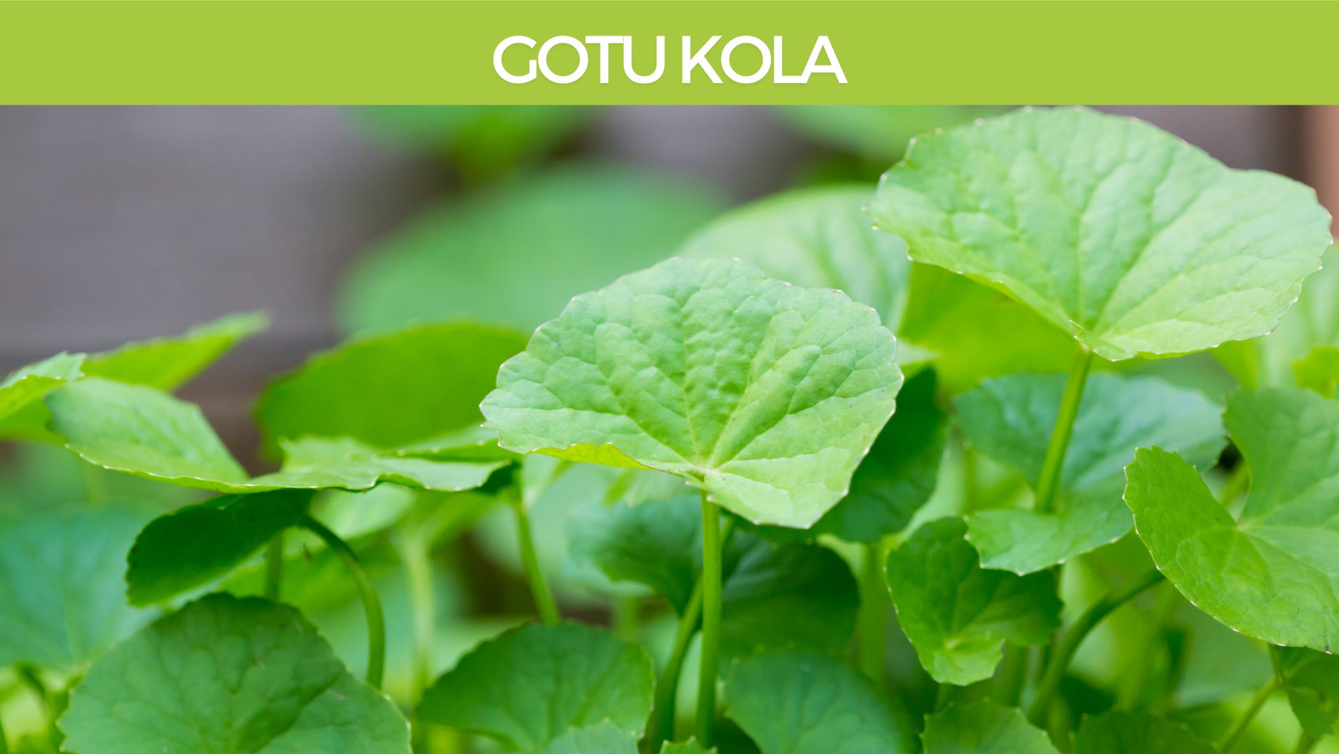 Gotu Kola (Cantella Asciatica) Herbal Monograph