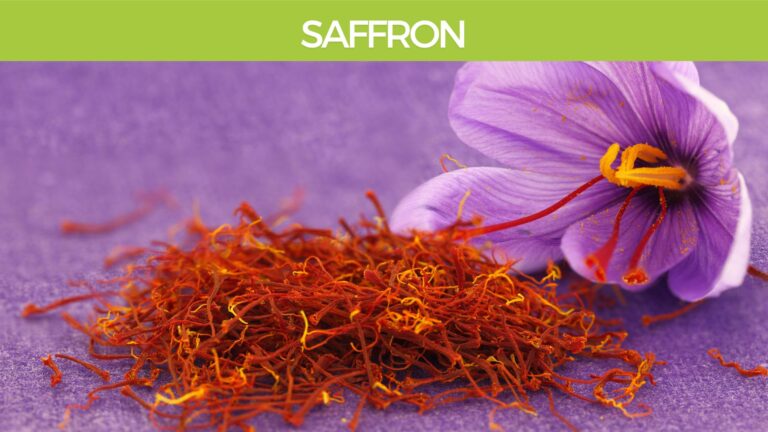 Saffron-Crocus-sativus-brain health