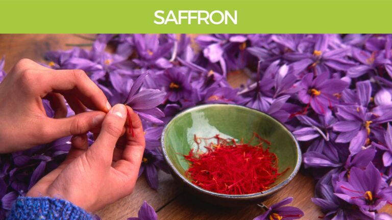 Saffron-Crocus-sativus-brain health