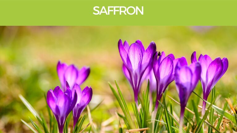 Saffron-Crocus-sativus-brain health