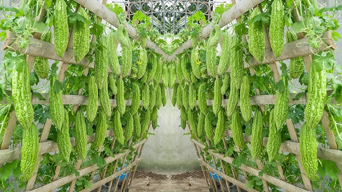 Bitter-melon-cultivation